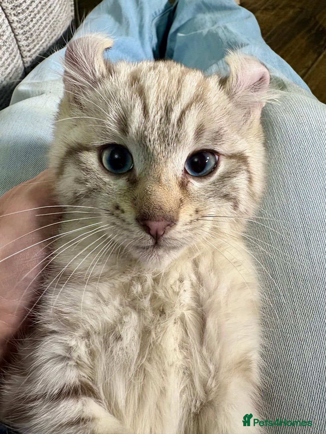 Savannah cats for sale: Superb wild looking snow leopard male  - Advert 21