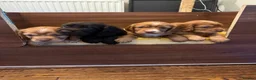 Cocker Spaniel dogs for sale: Cocker spaniels pups  in Wigan - Advert 4