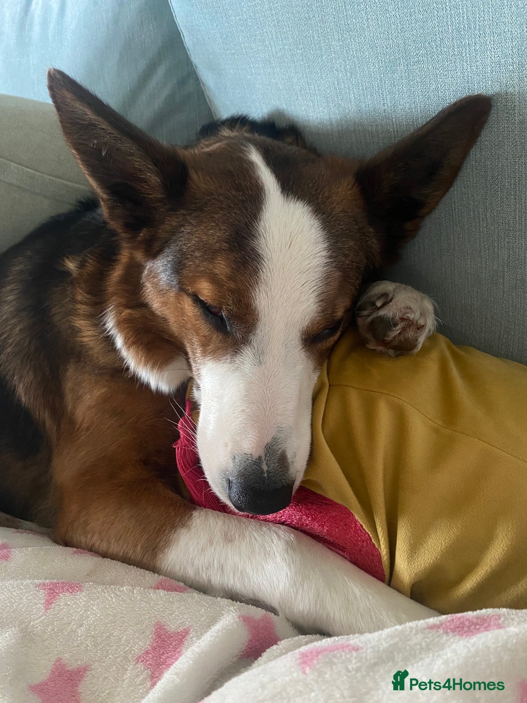 Mixed Breed dogs for sale: Beautiful Zelda  - Advert 4