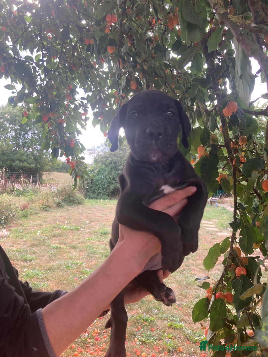 Great Dane dogs for sale: Beautiful Great Dane pups - Image 26