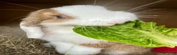 Mini Lop rabbits for sale: Beautiful Mini Lop Buck 🏠 - Advert 3