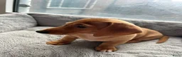 Miniature Dachshund dogs for sale: Well-Socialised Puppy – Ready for His Forever Home - Advert 4