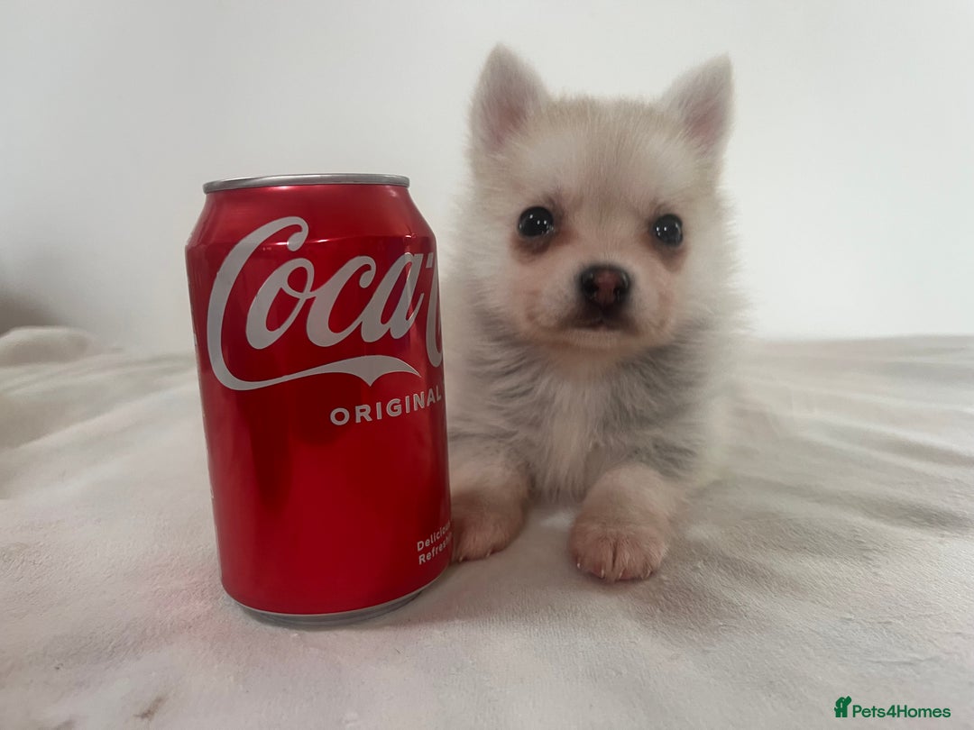 Pomsky dogs for sale: Honey I shrunk the Husky 😂 Genuine Toy size pomsk - Image 26