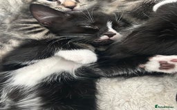 Mixed Breed cats for sale: Litter of 6 beautiful kittens - Image 6