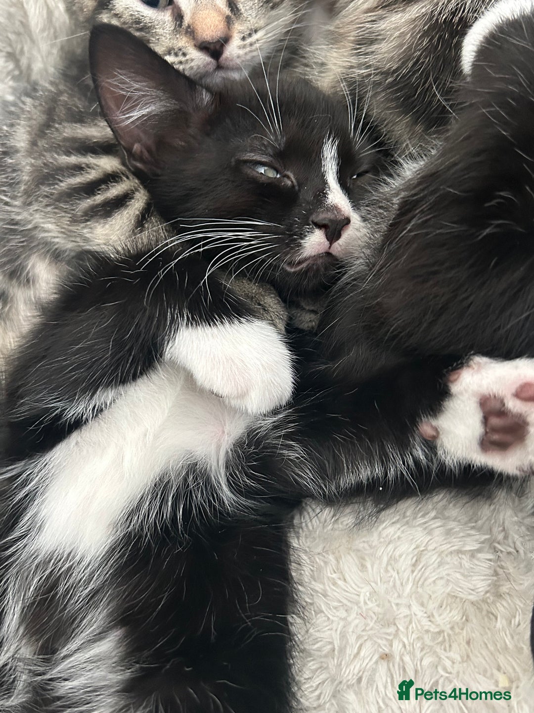 Mixed Breed cats for sale: Litter of 6 beautiful kittens - Image 6