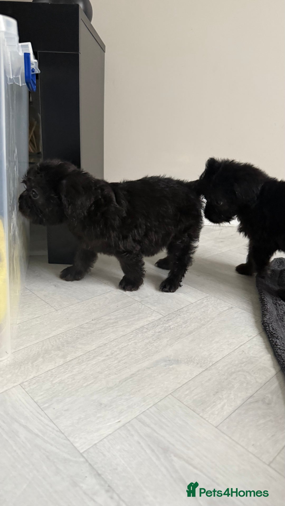 Mixed Breed dogs for sale: 6 fluffy frenchie cross puppies - Image 19