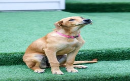 Mixed Breed dogs for adoption: Soft sweet Sophia - Image 4