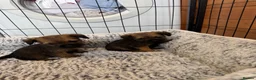 Border Terrier dogs for sale: Stunning Border Terrier Pups - Advert 11