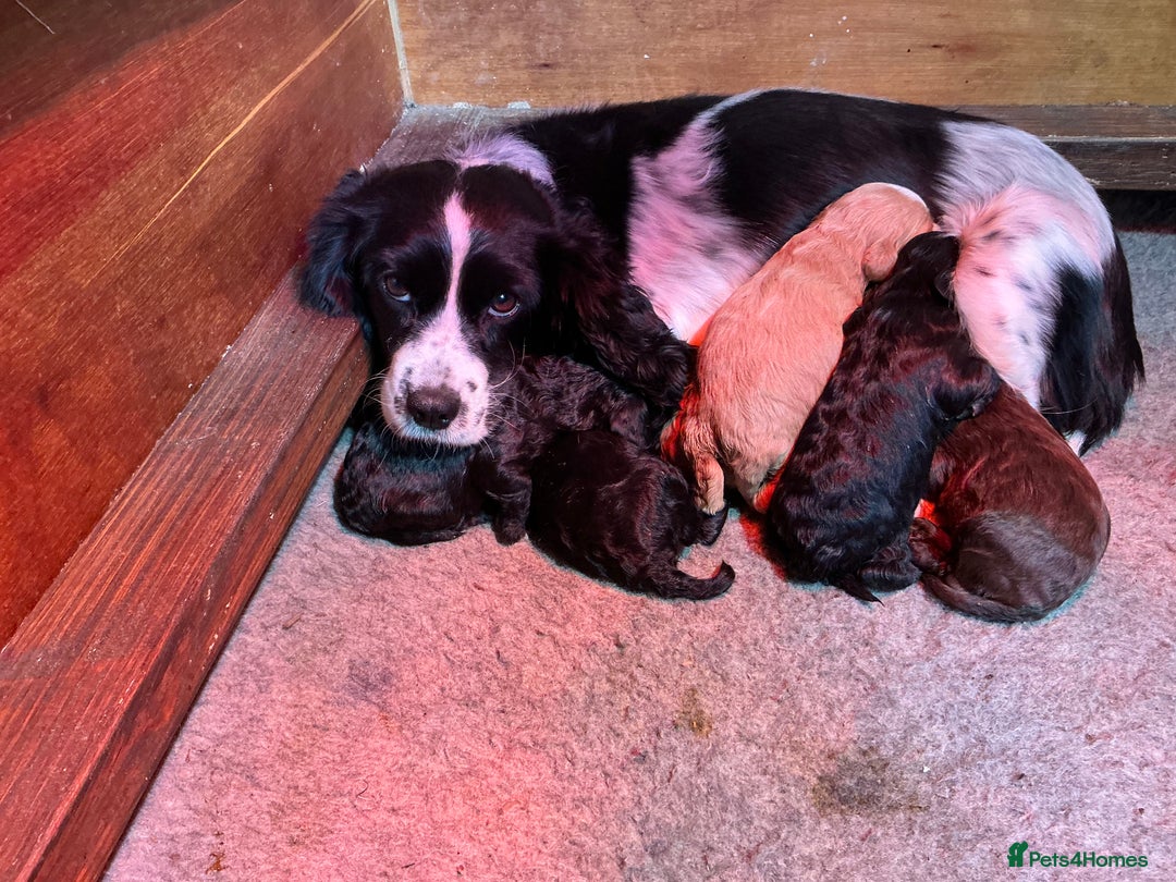 Mixed Breed dogs for sale: COCKALIERPOOS - Advert 16