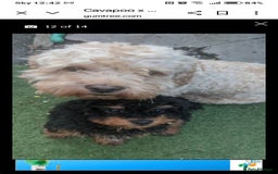 Mixed Breed dogs for sale: Cavalier king charles x shihpoo - Image 1