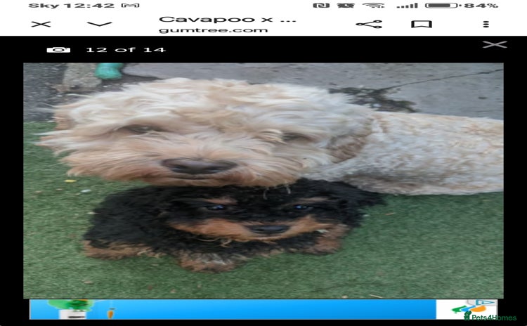 Mixed Breed dogs - Advert 1
