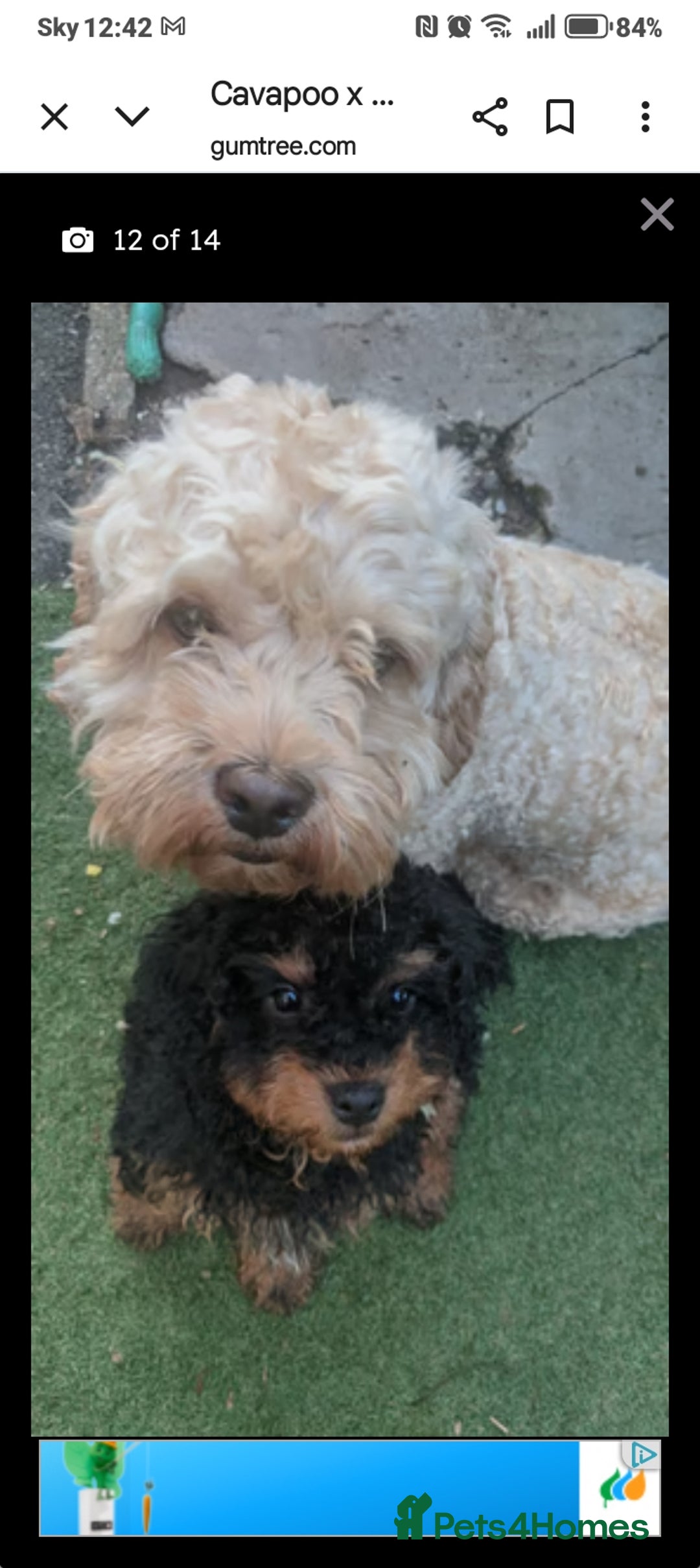 Mixed Breed dogs for sale: Cavalier king charles x shihpoo - Image 1