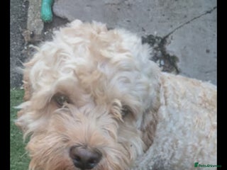 Mixed Breed dogs - Advert 4