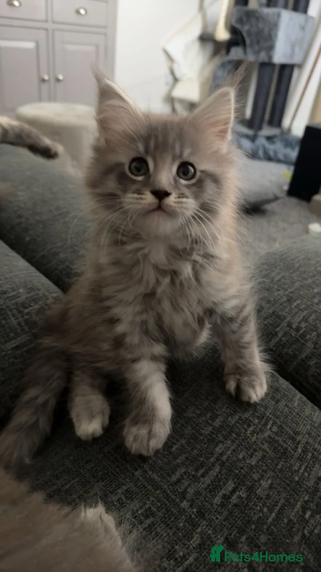 Maine Coon cats for sale: maine coon kittens  - Advert 3