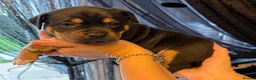 Staffordshire Bull Terrier dogs for sale: KC Reg Staffordshire Bull Terriors  - Advert 9