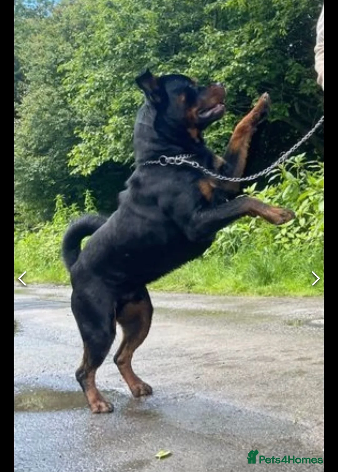 Rottweiler dogs for stud: WELL PROVEN STUD in Halifax - Advert 3