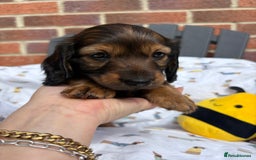 Miniature Dachshund dogs for sale: Amazing Champ Bloodlines Mini Dachshunds ✨ - Image 8