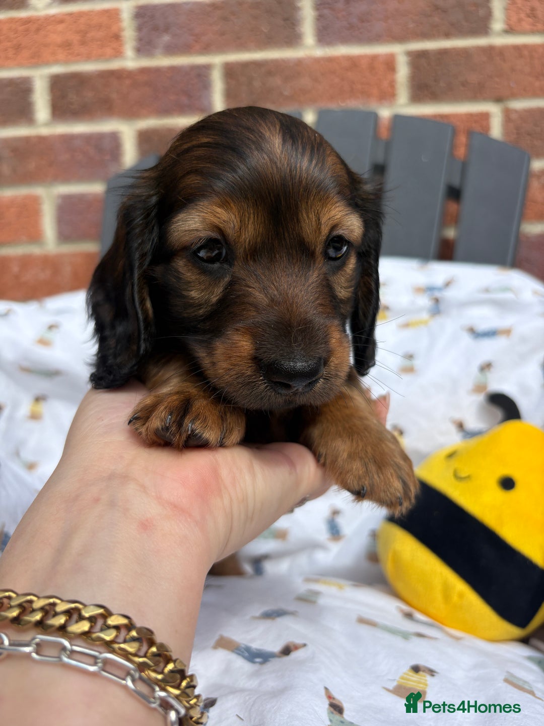 Miniature Dachshund dogs for sale: Amazing Champ Bloodlines Mini Dachshunds ✨ - Image 8