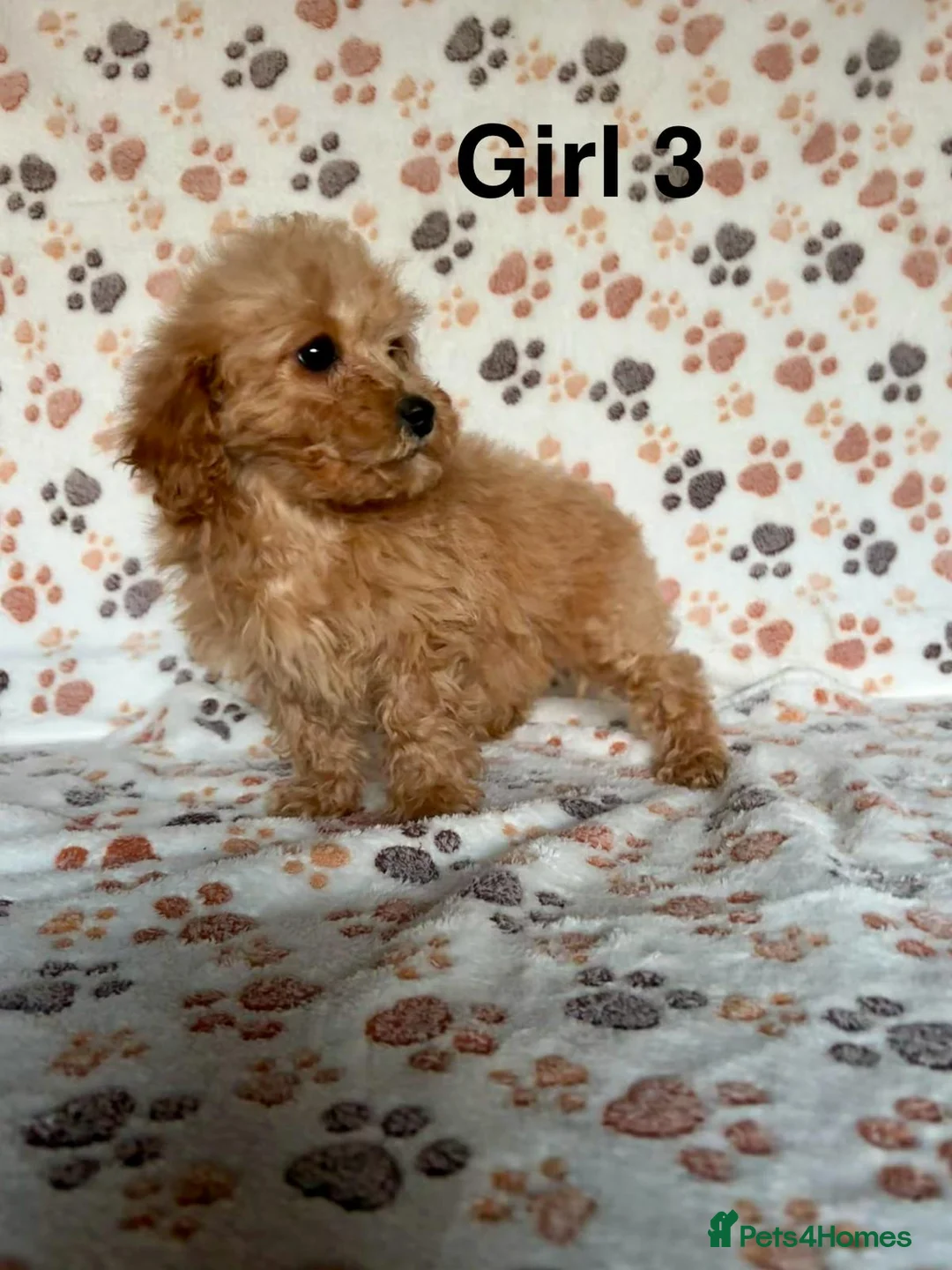 Cavapoo dogs for sale: Beautiful red Cavapoos  in Sheerness - Advert 17