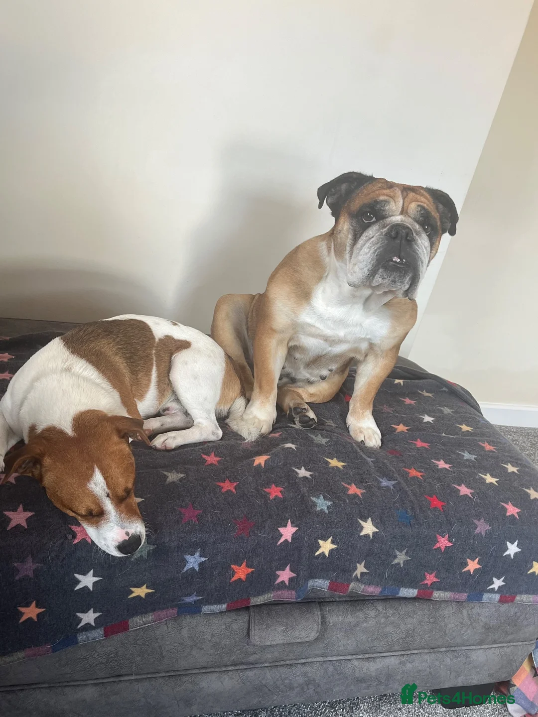 English Bulldog dogs for sale: Ruby❤️ in Lyndhurst - Advert 2