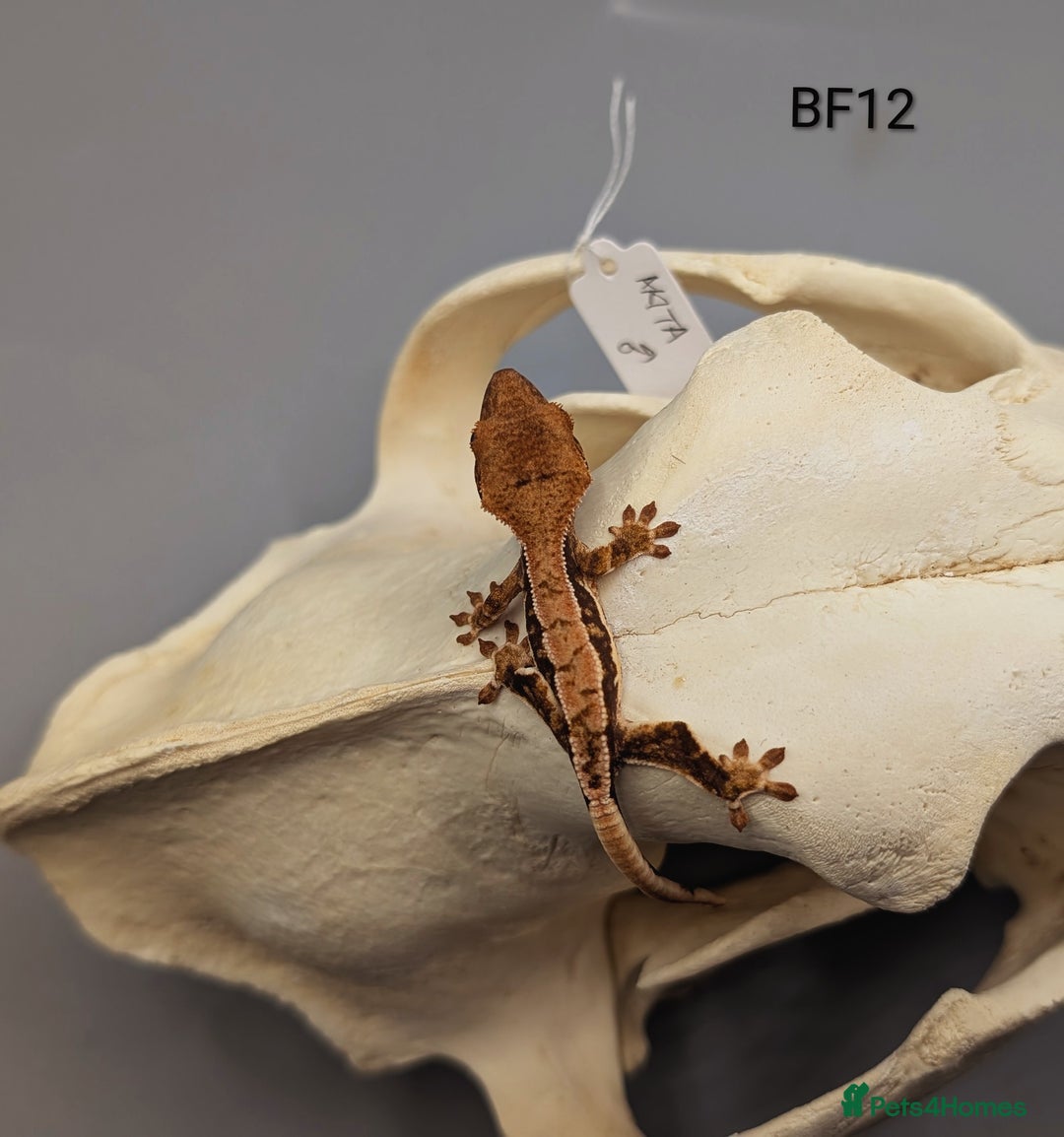 Gecko reptiles for sale: Tri Colour Harlequin Pinstripe Crested Gecko CB25 - Image 3