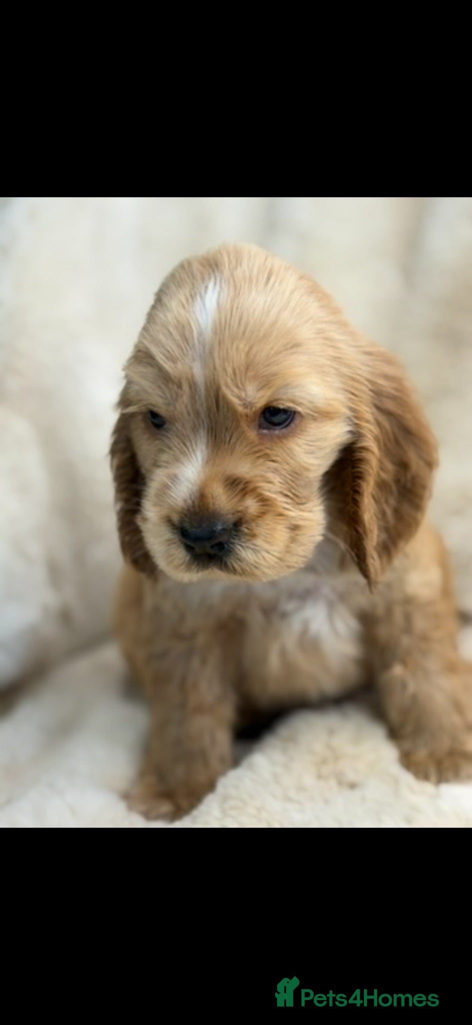 Cocker Spaniel dogs Beautiful show cocker spaniel pups  - Advert 1