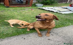 Labrador Retriever dogs for sale: Gorgeous Fox Red Labrador boy - Image 6