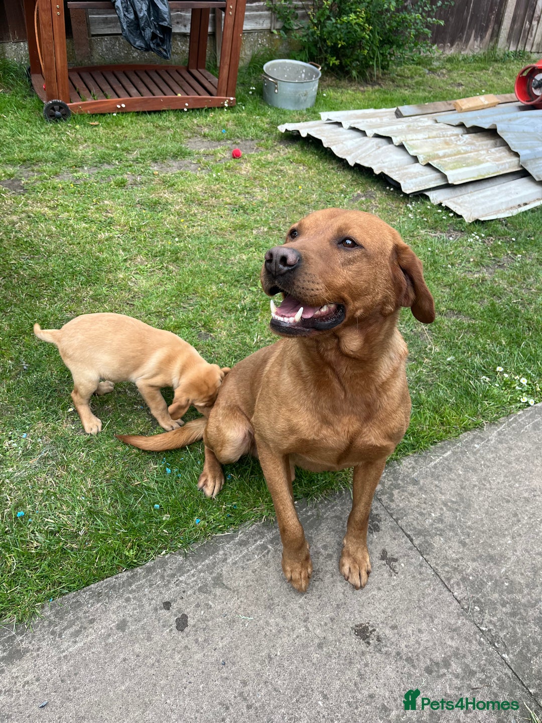 Labrador Retriever dogs for sale: Gorgeous Fox Red Labrador boy - Image 6