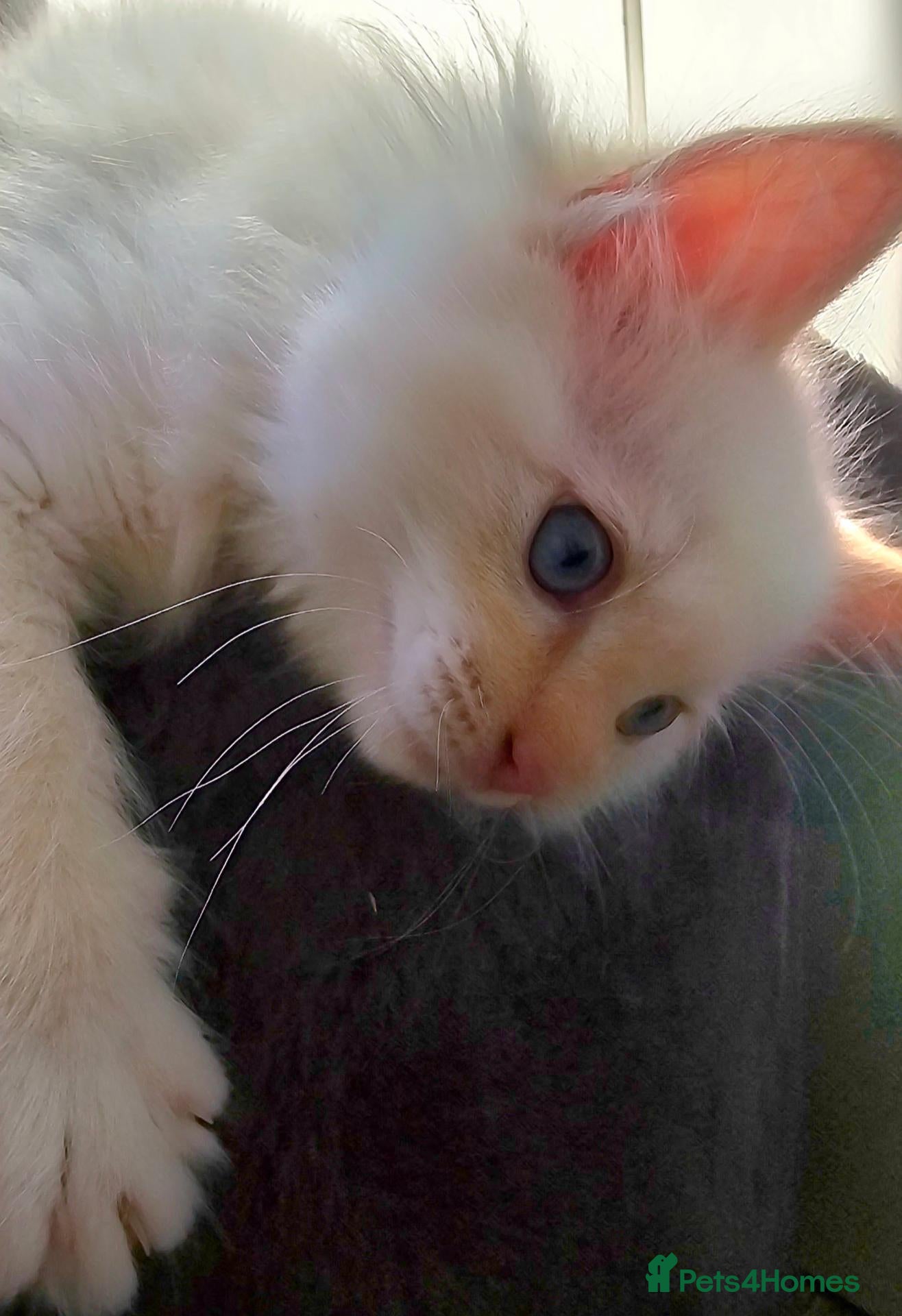 Ragdoll cats  Ragdoll kittens ready to leave 1 boy left - Advert 17