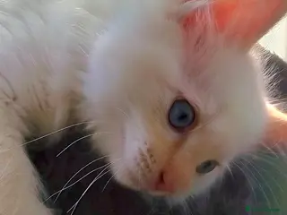 Ragdoll cats Ragdoll kittens ready to leave 1 boy left - Advert 17