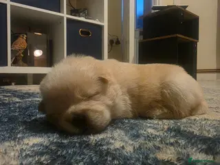 Chow Chow dogs Beautiful Merle Chow Chow Puppies – Ready May - Advert 6