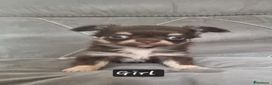 Chihuahua 2