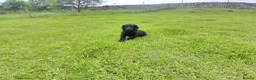 Cocker Spaniel dogs for sale: 14 week old Working Cocker Spaniel Male - Advert 8