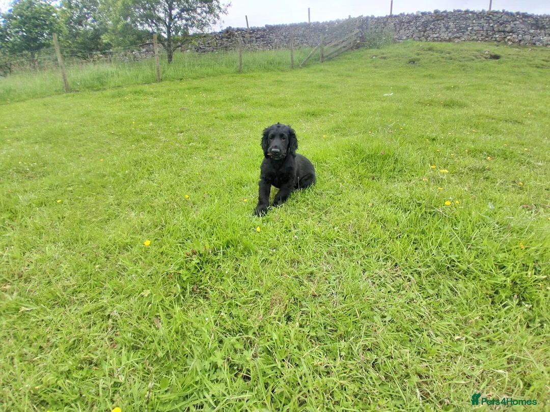 Cocker Spaniel dogs for sale: 14 week old Working Cocker Spaniel Male - Advert 8