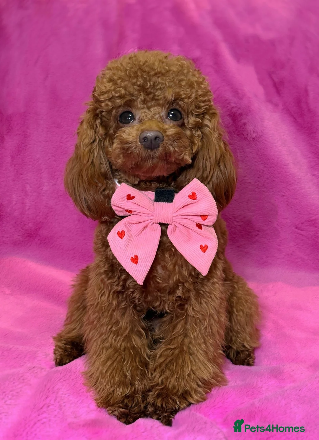 Toy Poodle dogs for sale: ❤️ Exceptional Asian Red Toy Poodle Puppies ❤️ - Advert 32