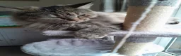 Maine Coon cats for sale: Beautiful maine coon girl in Eastleigh - Advert 9
