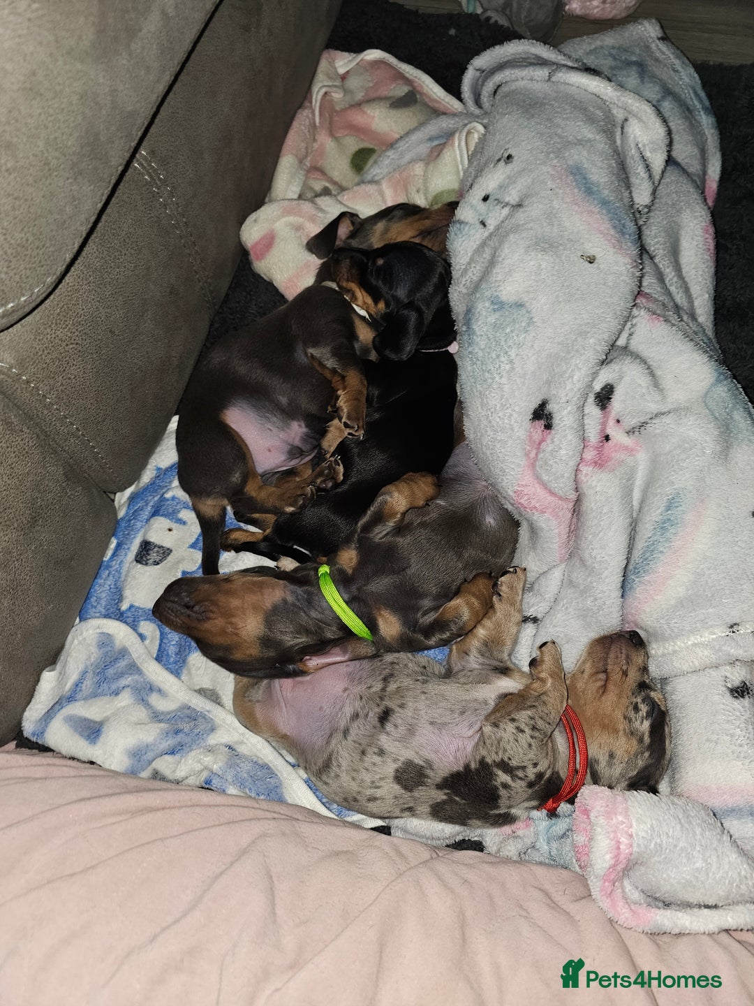 Miniature Dachshund dogs for sale: Beautiful miniature dachshund pups - Advert 19