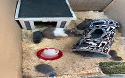 Netherland Dwarf rabbits for sale: Netherlands x lion heads  - Image 11
