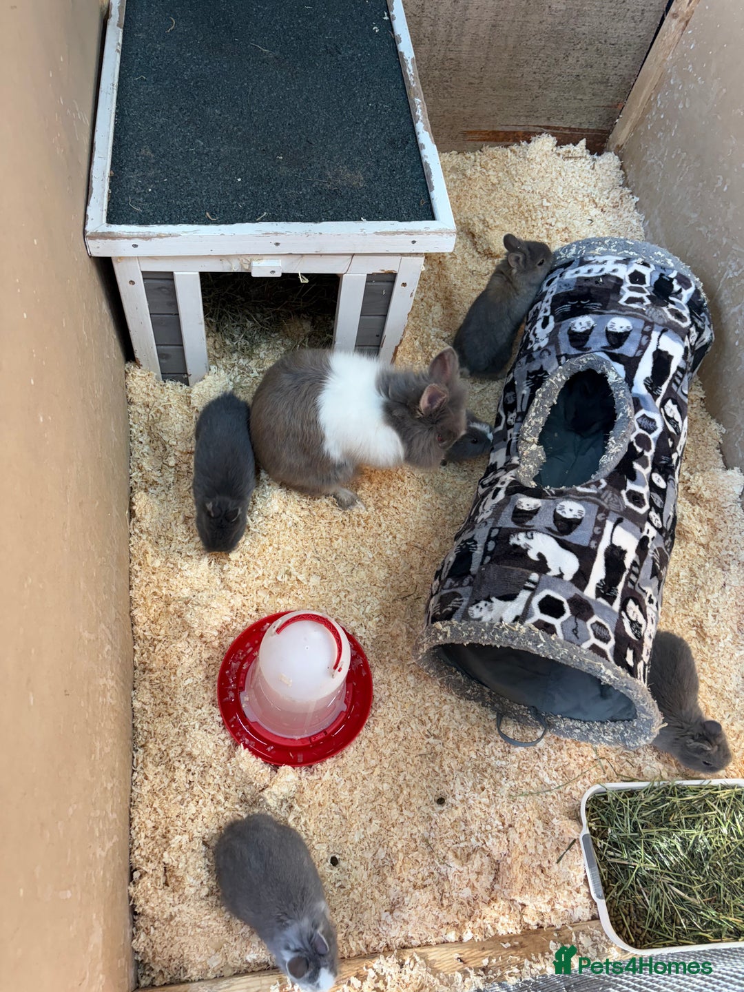 Netherland Dwarf rabbits for sale: Netherlands x lion heads  - Image 11