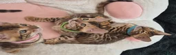Bengal cats for sale: TICA Registered Bengal Kittens - Advert 20