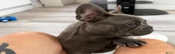 French Bulldog dogs for sale: French Bulldog puppies one girl and one boy - Advert 6