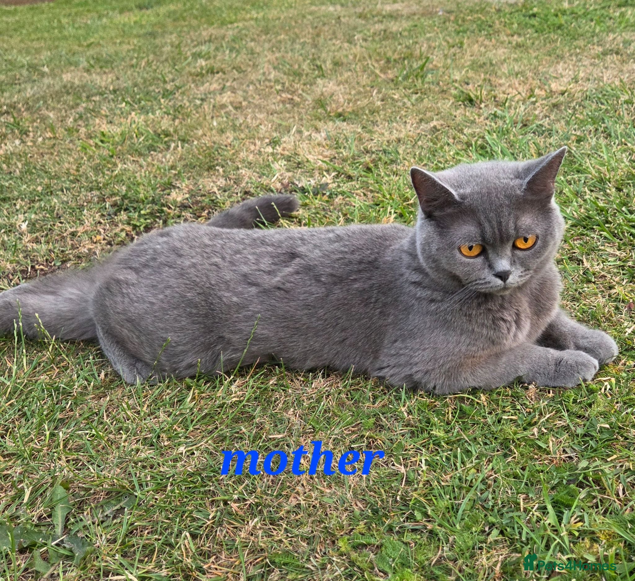 British Shorthair cats Beautiful British Shorthair kittens - Advert 2