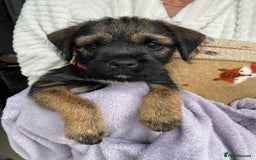Border Terrier dogs for sale: Border Terrier Puppies for Sale - Image 5
