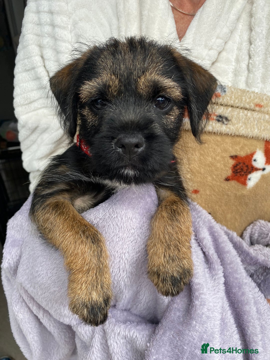 Border Terrier dogs for sale: Border Terrier Puppies for Sale - Image 5