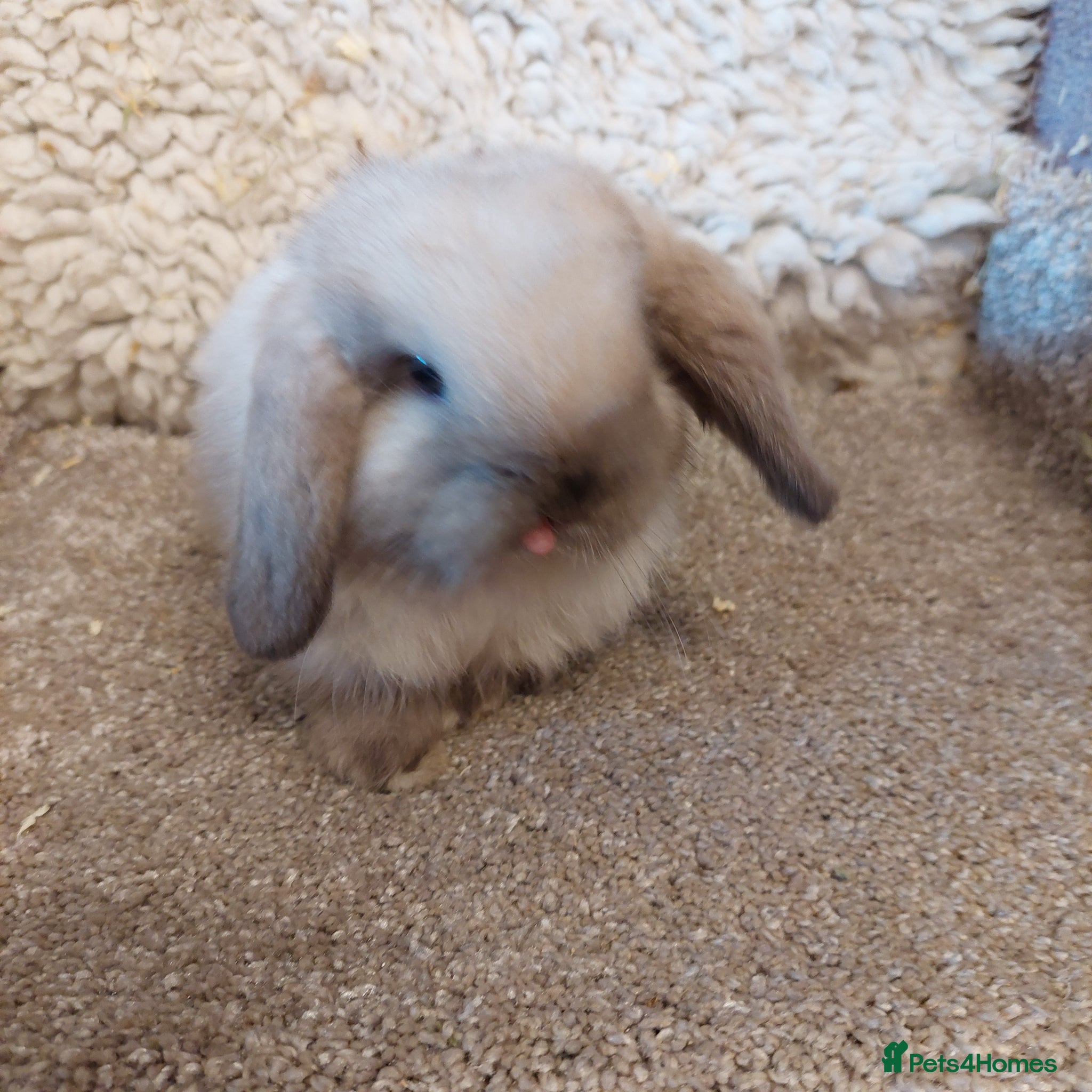 Mini Lop rabbits Beautifull minilop babys ready to reserve  - Advert 22