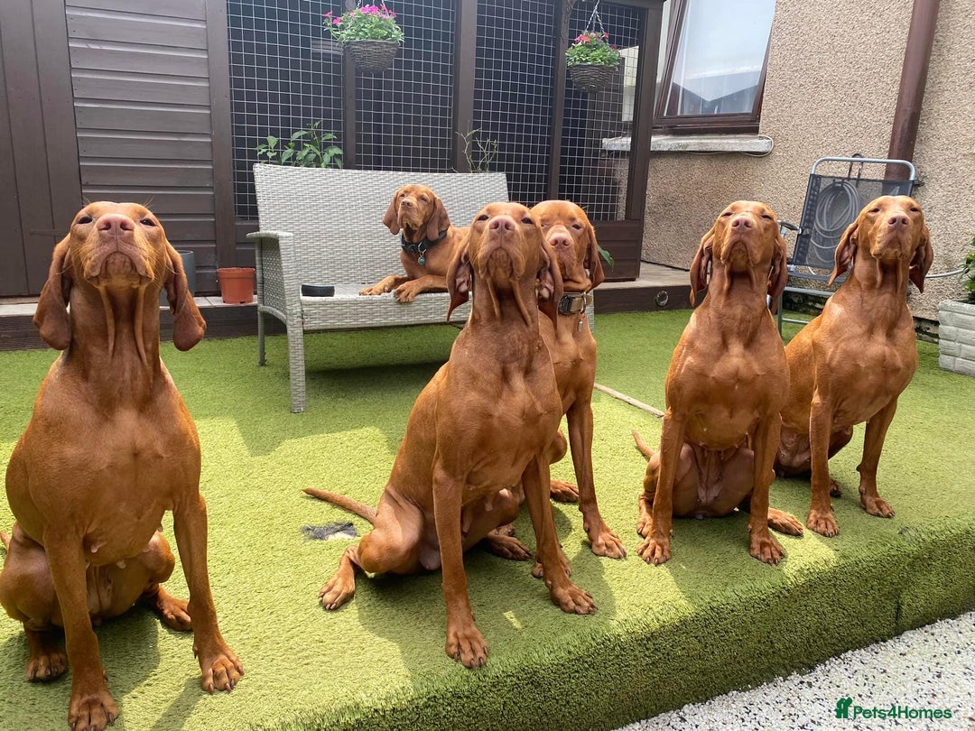 Hungarian Vizsla dogs for sale:   ⚜️Hungarian Vizsla puppies⚜️ - Image 16