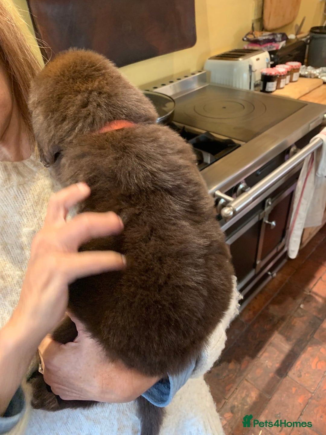 Newfoundland dogs for sale: 🐾 Beautiful Chocolate Newfoundland Puppy (LAST 1) - Image 7