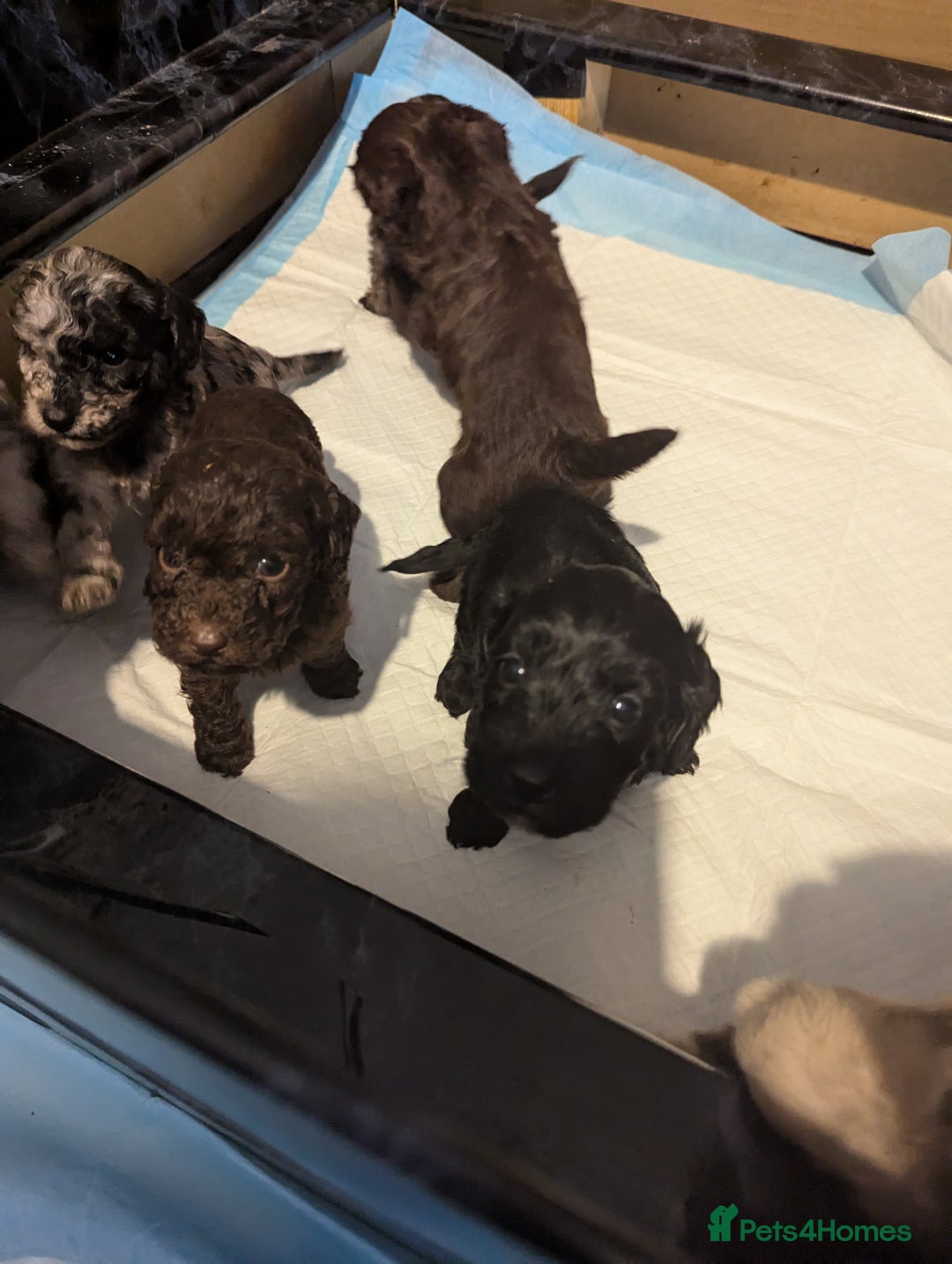 Cavapoo dogs for sale: Fabulous chocolate Cavapoos - Advert 4