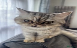 Mixed Breed cats for sale: Rare Female Persian X British Shorthair Cat - Image 1