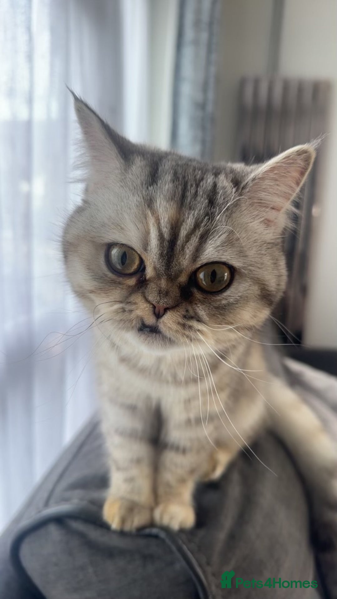 Mixed Breed cats for sale: Rare Female Persian X British Shorthair Cat - Image 1
